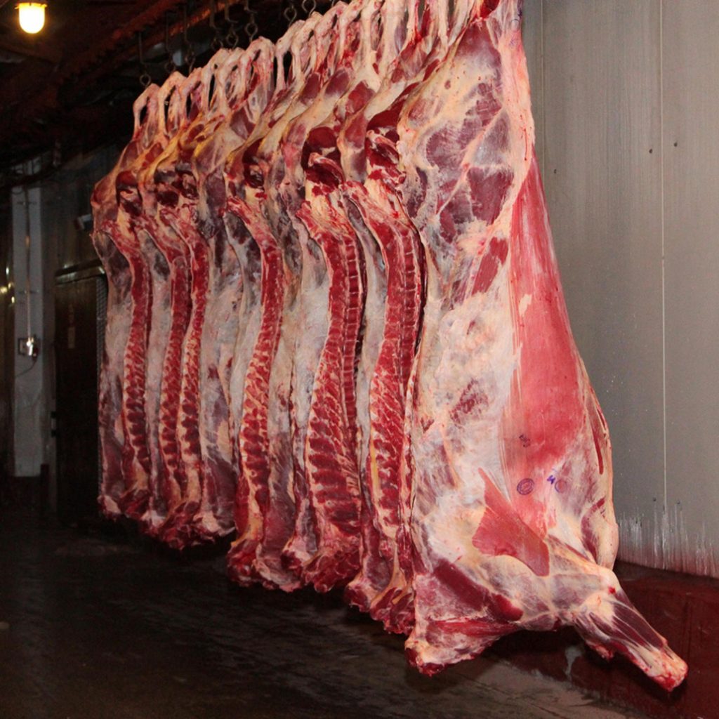 carcasse-boeuf