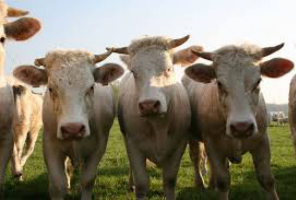 Boeuf prairie