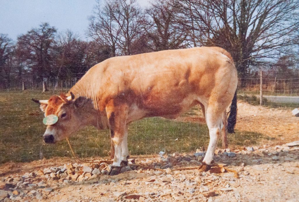 Vache-Parthenaise