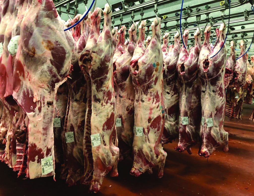 Carcasses de boeuf
